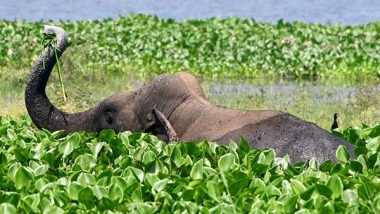 India News | Assam: 3-km Solar Fence Installed in Goalpara to Mitigate Human-elephant Conflict