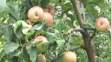 India News | J&K: Ultra-high-density Apple Farming Improves Livelihood and Employment Opportunities in Rajouri