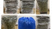 India News | Mumbai Airport Commissionerate Seizures Suspected NDPS (Hydroponic Weed), Weighing 33.355 Kg