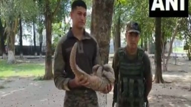 India News | Jammu and Kashmir: Army Rescues Pangolin in Akhnoor, Hands It to Wildlife Department