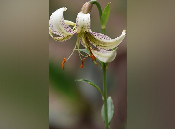India News | Uttarakhand Forest Department Begins Reintroduction of Rare, Endangered Plant Species to Their Old Natural Habitats