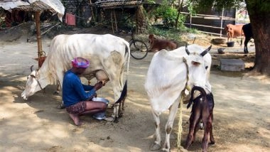 Business News | Opening India's Dairy Sector to US Could Cause Rs 1.03 Lakh Crore Loss to Dairy Farmers: SBI Report