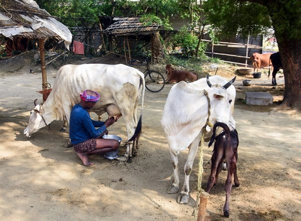 Business News | Opening India's Dairy Sector to US Could Cause Rs 1.03 Lakh Crore Loss to Dairy Farmers: SBI Report