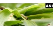 India News | J-K: Fall Armyworm Wreaks Havoc on Maize Crop; Farmers Suffer Huge Losses in Udhampur