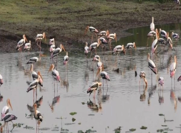 India News | Large Flock of Flamingos Arrives in Coastal Areas of Thoothukudi, Tamil Nadu