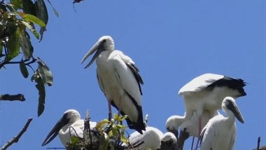 India News | Assam's Na-mati Turns into Seasonal Haven for Asian Openbill Storks