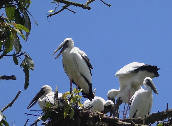 India News | Assam's Na-mati Turns into Seasonal Haven for Asian Openbill Storks