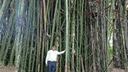 India News | Green Miracle on Grey Land: NEERI Scientist Transforms Wasteland into Lush Bamboo Forest at Koradi