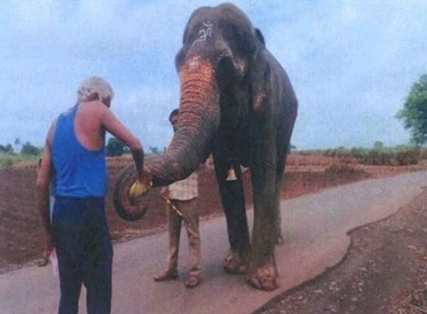 India News | Bombay HC Approves Transfer of Elephant Mahadevi to Gujarat Sanctuary Backed by Anant Ambani's Radhe Krishna Trust