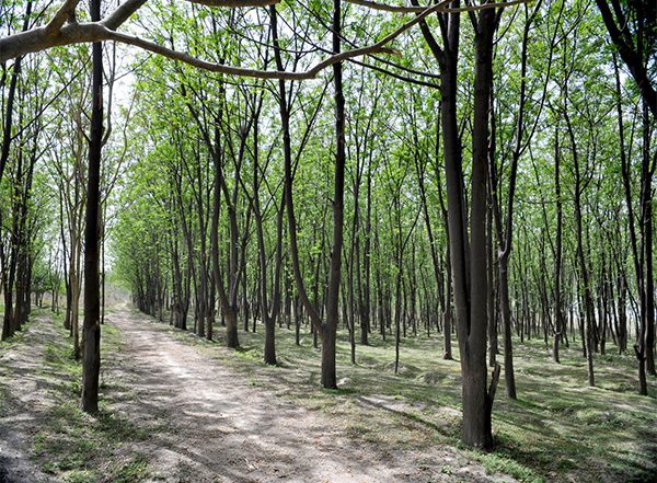 India News | Punjab: Forest Minister Launches Green Initiative to Beautify Highways, Tackle Climate Change