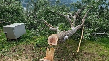 India News | AFFI Condemns Large Scale Felling of Apple Trees in Himachal Pradesh