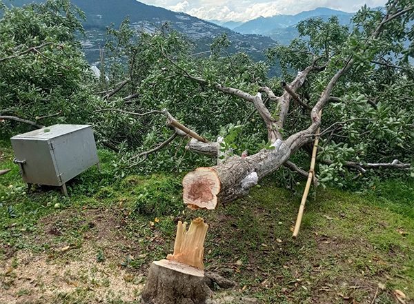India News | AFFI Condemns Large Scale Felling of Apple Trees in Himachal Pradesh