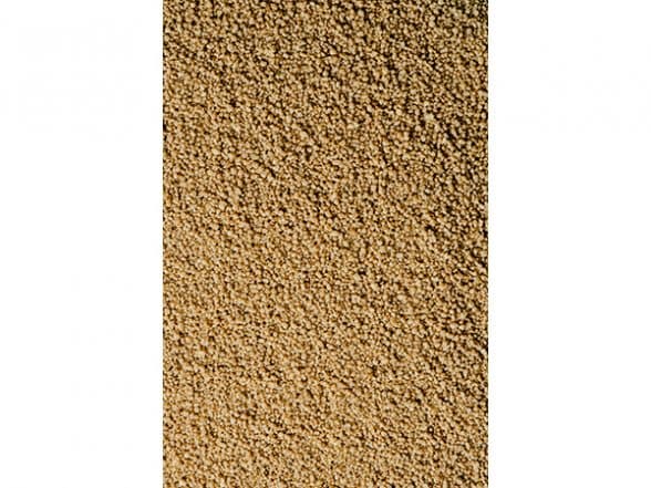 Business News | India's Millet Standards Applauded at 88th Codex Executive Committee Meet in Rome