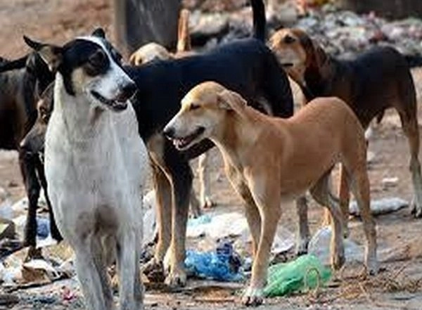 India News | Karnataka: Pregnant Woman, Child Injured in Stray Dog Attack in Tumkur