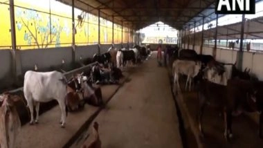 India News | Moradabad's Kanha Gaushala Earns Distinction of First Self-reliant, ISO-certified Cowshed in UP