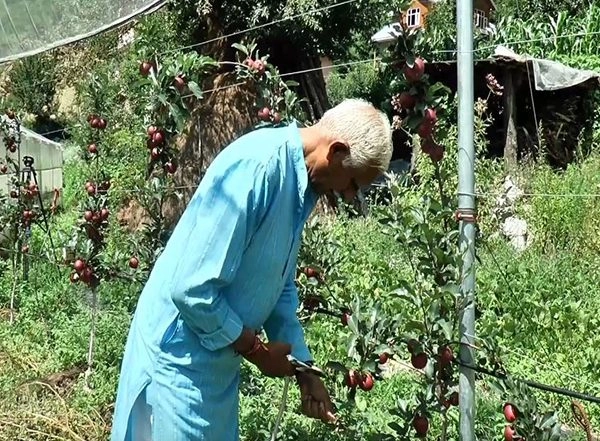 India News | J-K: Centre-sponsored Scheme MADS Transforms Lives of Orchard Farmers in Bhaderwah