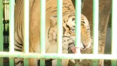 India News | Kerala: Thiruvananthapuram Zoo Worker Injured in Attack by Tiger Translocated from Wayanad