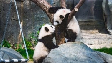 Business News | Hong Kong Throws City-Wide First Birthday Party for Its Much-Loved Panda Twins