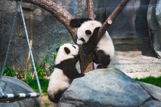 Business News | Hong Kong Throws City-Wide First Birthday Party for Its Much-Loved Panda Twins