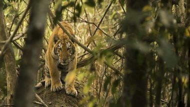 India News | Kaziranga's Roaring Success: Home to World's 3rd Highest Tiger Density, Says Report