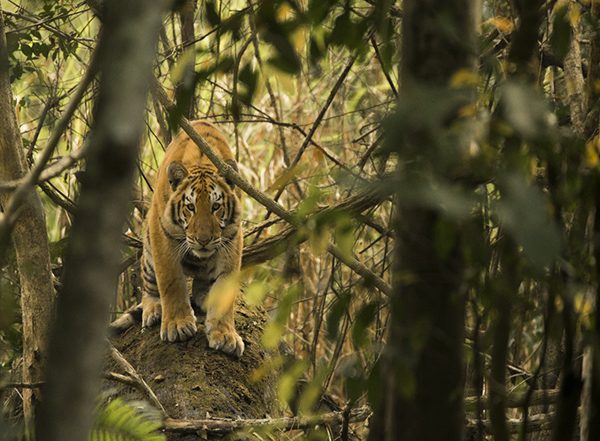 India News | Kaziranga's Roaring Success: Home to World's 3rd Highest Tiger Density, Says Report
