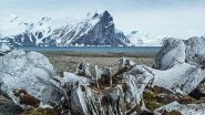World News | Ancient Whale Skeletons Unearthed by Russian Scientists as Arctic Glacier Retreats