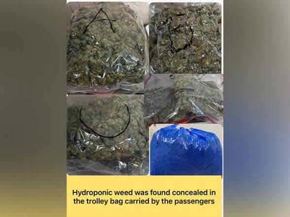 India News | Mumbai Customs Seizes Rs 8 Crore Worth of Hydroponic Weed at CSMI Airport; 4 Passengers Arrested