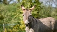 Donkey Meat Racket Busted in Islamabad: IFA Seizes Over 1,000 Kg of Donkey Meat, 60 Live Donkeys During Raid at Illegal Operation in Tarnol; 1 Foreign National Arrested