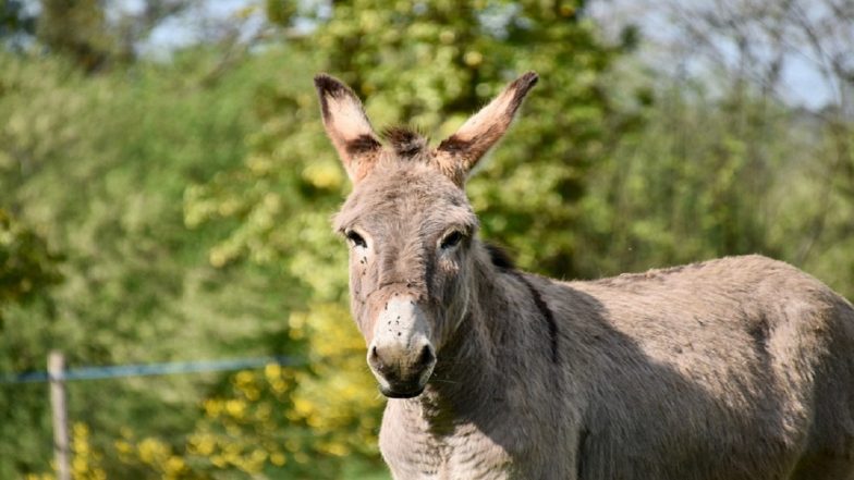 Foreign National Arrested As ISA Busts Donkey Meat Racket Operating Illegally in Tarnol