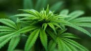 Weed Ban Returning in Thailand? As Thai Government Takes U-Turn on Decriminalization of Marijuana and Restricts Access, Know What the New Order Says on Cannabis