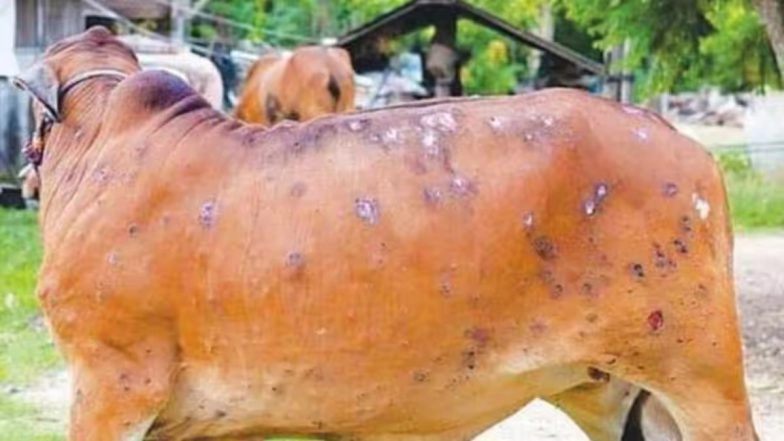 Lumpy Skin Disease Outbreak in India: LSD Reported in 10 States, Over 28 Crore Animals Vaccinated, Centre Informs Parliament