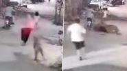 Lion Attack Caught on Camera in Pakistan: Big Cat Escapes Home, Attacks Woman and 2 Children on Busy Street in Lahore; Terrifying Video Surfaces