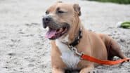 US: Ohio Woman Who Handcuffed Minor Son After He Refused To Pick Up Dog Poop Sentenced to 19 Years in Jail for Allowing Pit Bull To Maul Him