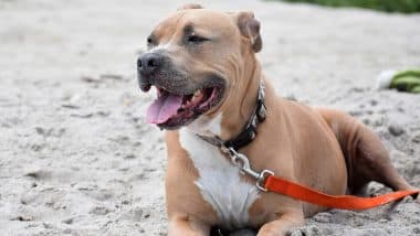 Woman Who Got Pit Bull To Maul Son in Ohio Sent to Prison for 19 Years