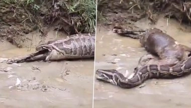 Balrampur: 20-Foot Python Swallows Goat in UP Village, Later Spits It Out; Video Goes Viral