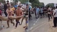Bulandshahr: 15-Foot Python Sighting Becomes Reckless Social Media Stunt As Locals, Children Carry Giant Snake for Reels and Selfies, Video Goes Viral