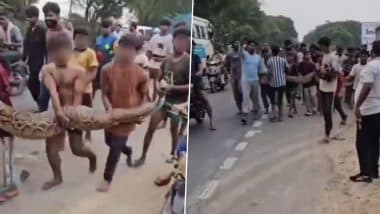 Bulandshahr: 15-Foot Python Sighting Becomes Reckless Social Media Stunt As Locals, Children Carry Giant Snake for Reels and Selfies, Video Goes Viral
