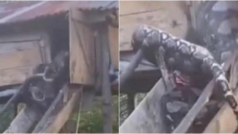 Python Swallows Three Live Goats in Shocking Viral Video: Watch Massive Snake Gets Trapped in Cage After Devouring Domestic Animals, Clip Is Not For the Faint-Hearted!