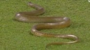 Snake Spotted at Colombo&rsquo;s R Premadasa Stadium During SL vs BAN 1st ODI 2025, Fans Say &lsquo;Naagin Derby for a Reason&rsquo; As Pic Goes Viral