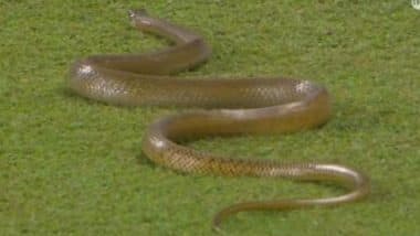 Snake Spotted at Colombo’s R Premadasa Stadium During SL vs BAN 1st ODI 2025, Fans Say ‘Naagin Derby for a Reason’ As Pic Goes Viral