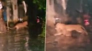 Leopard Attack Caught on Camera in Thane: Big Cat Attacks Stray Dog Second Time Near Yeoor After Dropping the Animal Briefly for First Time, Terrifying Video Surfaces