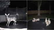 Bunnies Jumping on Trampoline, Real or AI-Generated? Here’s Truth About Viral TikTok Video ‘Capturing’ Rabbits, Deer, Bear and Other Animals Hoping on Trampoline by Night Camera
