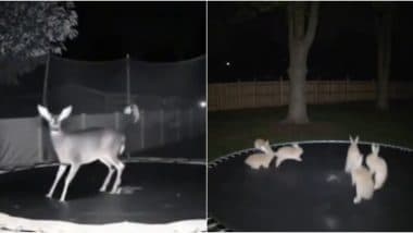 Bunnies Jumping on Trampoline, Real or AI-Generated? Here’s Truth About Viral TikTok Video ‘Capturing’ Rabbits, Deer, Bear and Other Animals Hoping on Trampoline by Night Camera