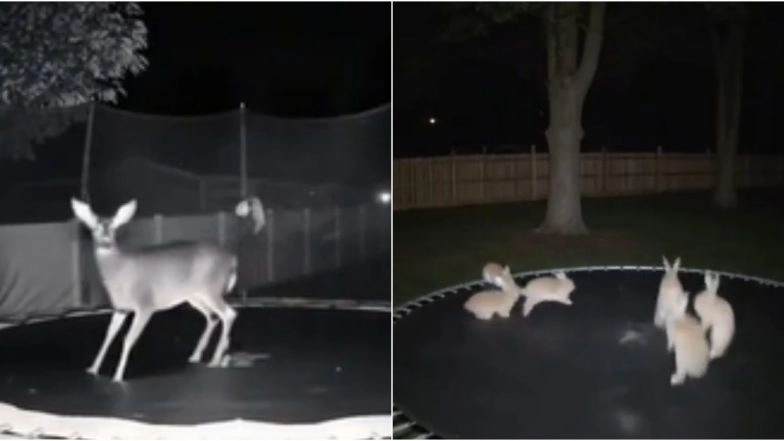 Bunnies Jumping on Trampoline, Real or AI-Generated? Here&rsquo;s Truth About Viral TikTok Video &lsquo;Capturing&rsquo; Rabbits, Deer, Bear and Other Animals Hoping on Trampoline by Night Camera