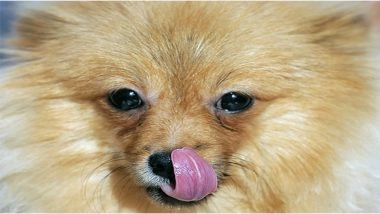 ‘Dogesh Babu’ Seeking Permanent Residence in Bihar! After ‘Dog Babu’ Controversy, Another Dog’s Residential Certificate Application Submitted in Nawada, DM Orders Police Investigation