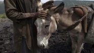 Donkey Meat Trade Racket Busted in Islamabad: Pakistan's IFA Seizes Over 1,000 kg of Unhygienic Donkey Meat, 50 Live Donkeys During Raid at Farmhouse in Tarnol; 1 Foreign National Arrested