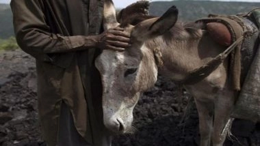 Donkey Meat Trade Racket Busted in Islamabad: Pakistan's IFA Seizes Over 1,000 kg of Unhygienic Donkey Meat, 50 Live Donkeys During Raid at Farmhouse in Tarnol; 1 Foreign National Arrested