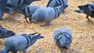 Pigeon Feeding Ban in Mumbai: BMC Takes Action, Fines Man for Feeding Pigeons at Kabutarkhana in Girgaon Chowpatty; Video Surfaces