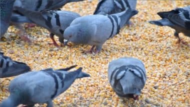 Pigeon Feeding Ban in Mumbai: BMC Takes Action, Fines Man for Feeding Pigeons at Kabutarkhana in Girgaon Chowpatty; Video Surfaces