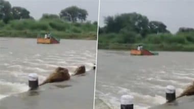 Rajasthan Rains: Mini-Truck Swept Away in Dholpur’s Parvati River, 2 Rescued by Locals; Driver and Cleaner Feared Drowned (Watch Video)
